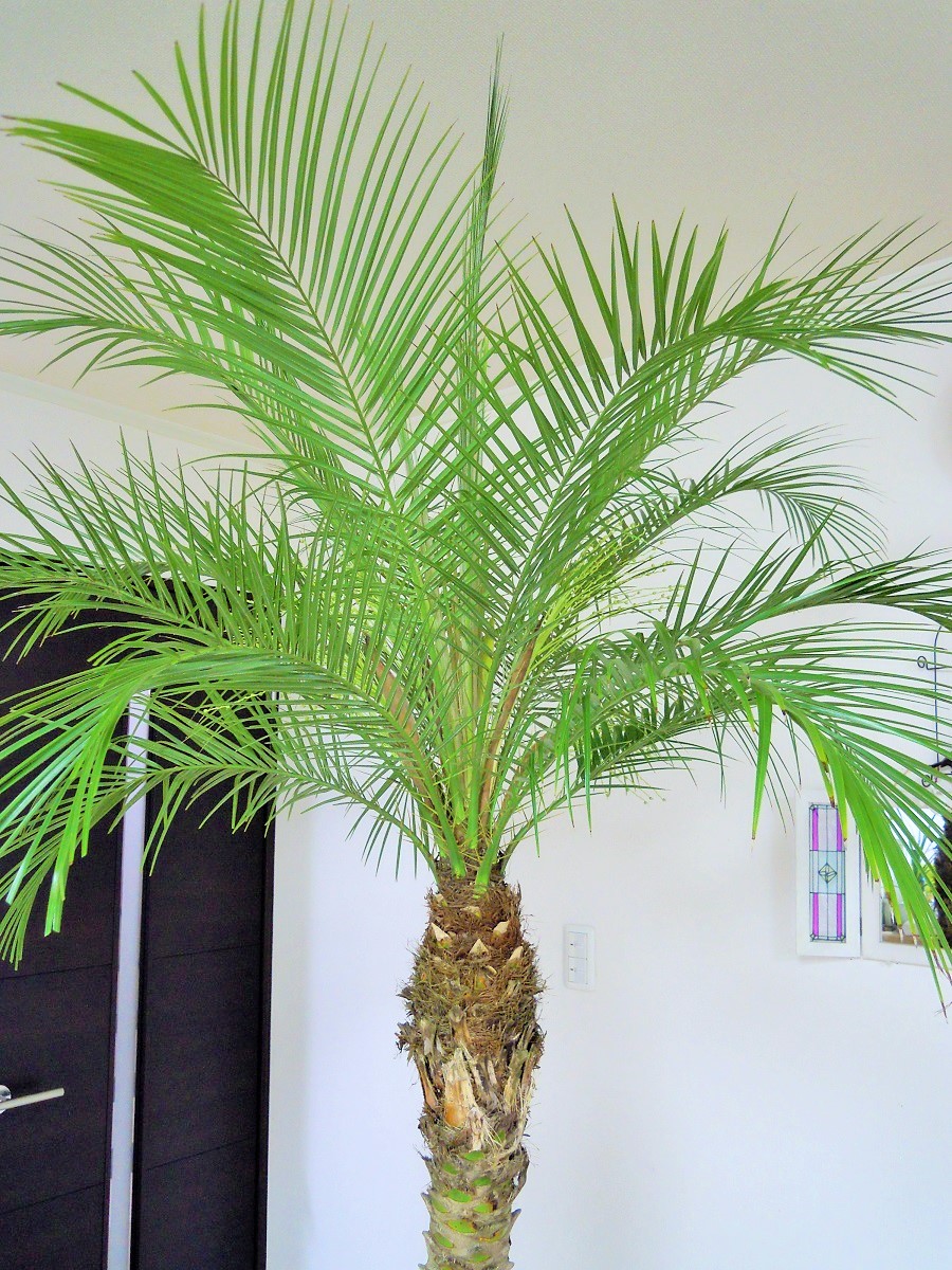 楽天市場】フェニックスロベレニー（シンノウヤシ：1219）ヤシの木