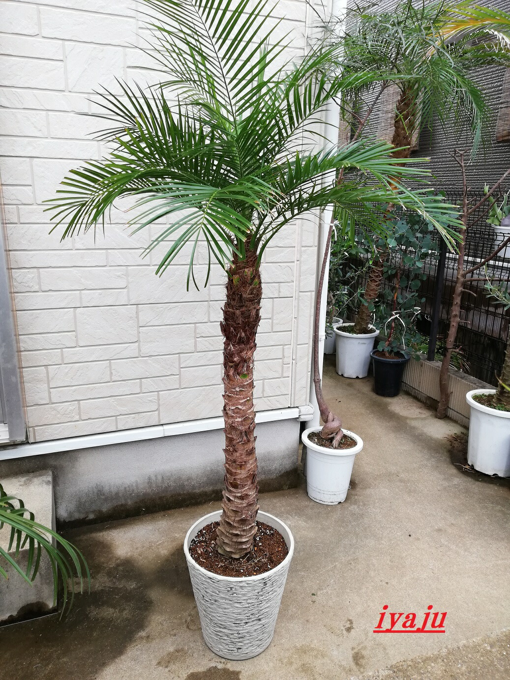 楽天市場】フェニックスロベレニー ヤシの木 10号Mサイズ グラス