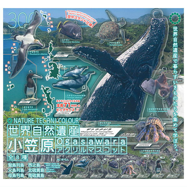 楽天市場】奇譚クラブ ネイチャーテクニカラー 小笠原の通販