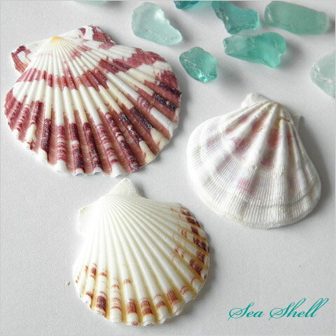 楽天市場】二枚貝 貝殻 ピンク 夏 マリン 海 サマー 夏休み 6set迄ゆう