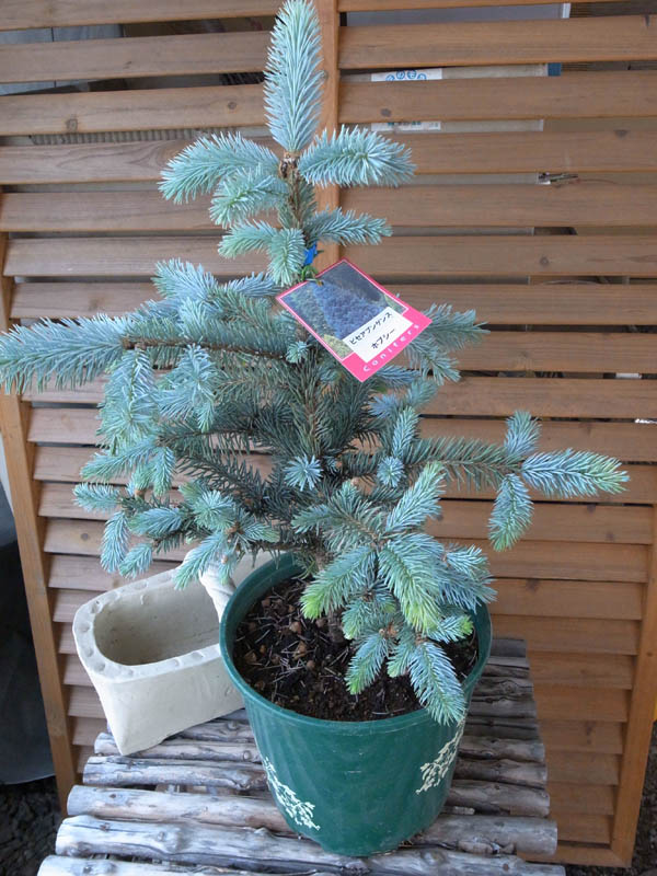 プンゲンストウヒ グロボーサ ガーデニング コニファー ホプシー 庭木