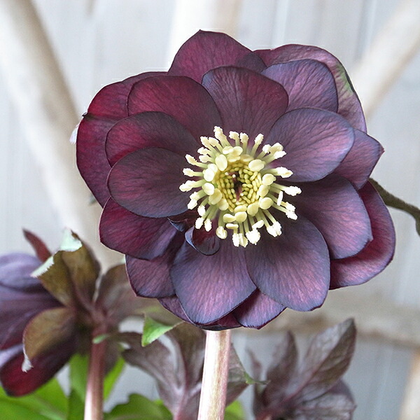 楽天市場】クリスマスローズ ダブル 開花株 ダークパープル黒ピコ 5号