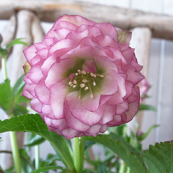 楽天市場】クリスマスローズ ダブル 開花株 多弁ピンクグラデーション