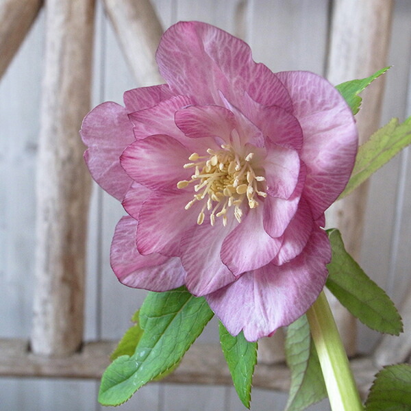 楽天市場】クリスマスローズ ダブル 開花株 ピンクグラデーション