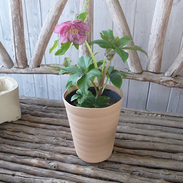 楽天市場】クリスマスローズ ダブル 開花株 ピンクグラデーション