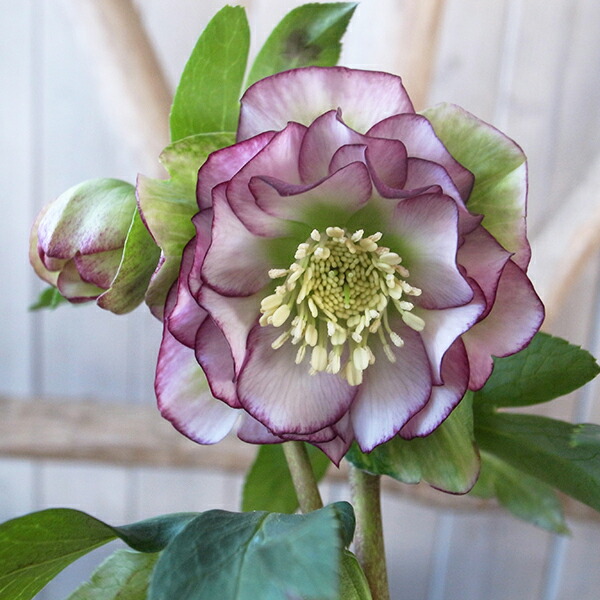 楽天市場】クリスマスローズ ダブル 開花株 グリーングレープバイ