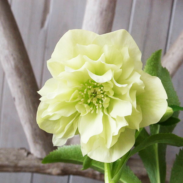 楽天市場】クリスマスローズ ダブル 開花株 多弁ライムグリーン 5号