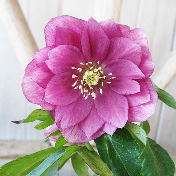 楽天市場】クリスマスローズ ダブル 開花株 ホットピンク 5号 現品