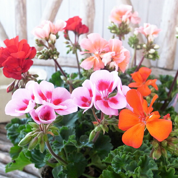 楽天市場】ゼラニューム ムーンライトシリーズ 3株セット 花芽付 3.5号