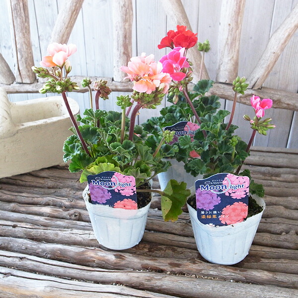 楽天市場】ゼラニューム ムーンライトシリーズ 3株セット 花芽付 3.5号