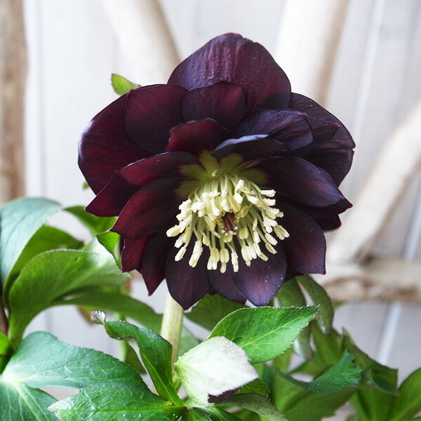 楽天市場】クリスマスローズ ダブル 開花株 ダークチョコブラック良株