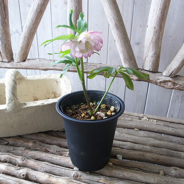 楽天市場】クリスマスローズ ダブル 開花株 ほお紅ピコティ 4.5号 現品