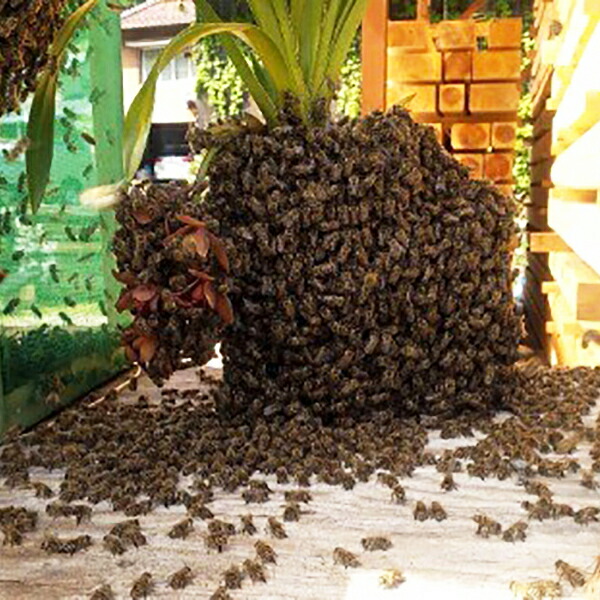 楽天市場】ニホンミツバチ誘引蘭 CYM ドロシーSフォアゴットン