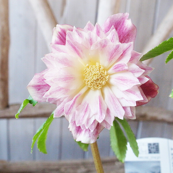 楽天市場】クリスマスローズ ダブル 開花株 ゴールドぼかしピンク