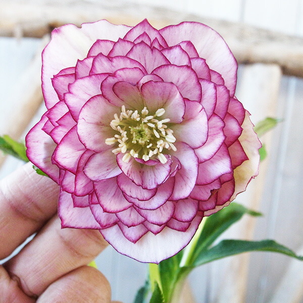 楽天市場】クリスマスローズ ダブル 開花株 ホワイトブロッチ 5号 現品