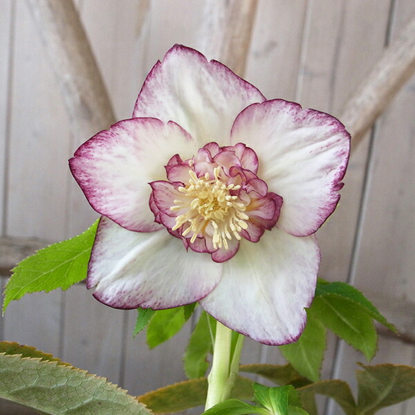 楽天市場】クリスマスローズ セミダブル 開花株 ホワイトゴールド