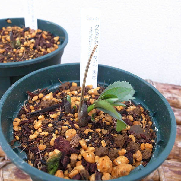 楽天市場】珍しい クリスマスローズ原種 クロアチカスダブル苗/販売