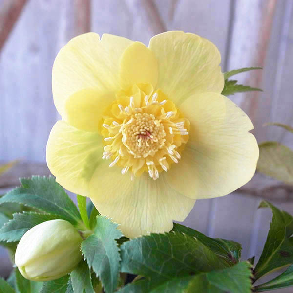 楽天市場】クリスマスローズ セミダブル 開花株 丸弁イエローゴールド