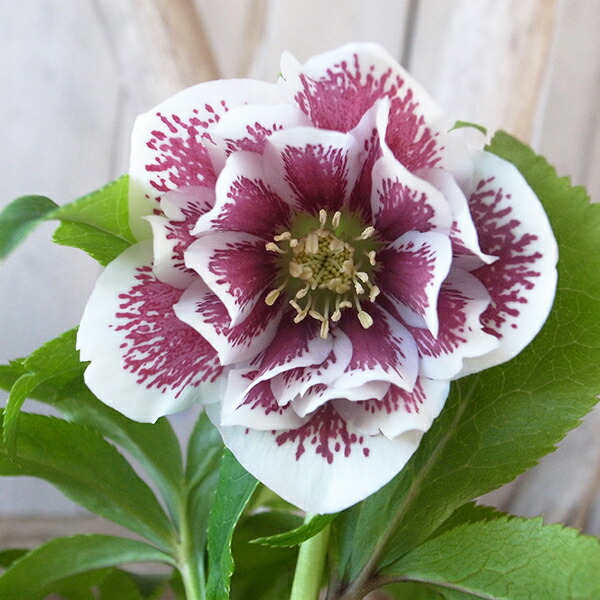 クリスマスローズ苗 クリスマスローズ 交配種 開花見込み株 6鉢価格