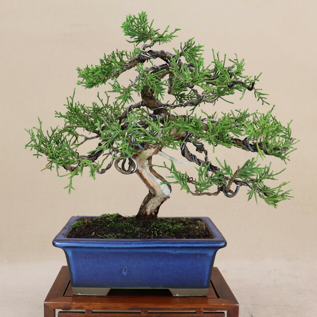 楽天市場】糸魚川真柏 小品盆栽 （いよじ園） : いよじ園 楽天市場店