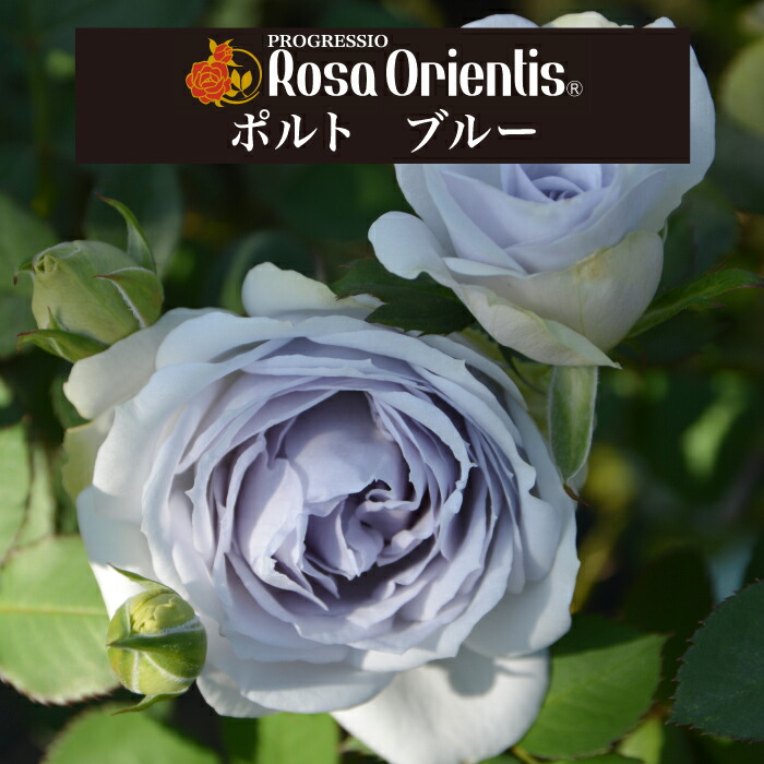 楽天市場】送料無料【ポルト ブルー 6号鉢大苗予約】鉢植え バラ 薔薇