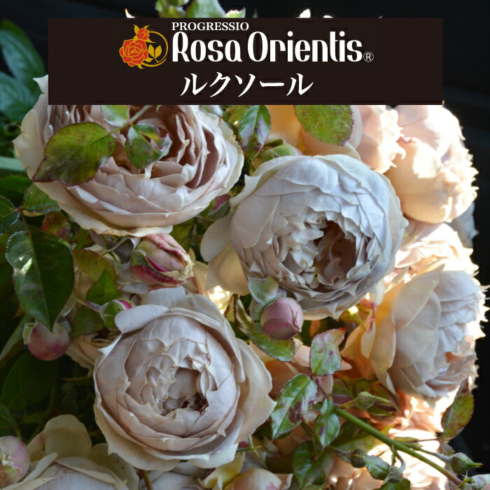 楽天市場】送料無料【ルクソール 6号鉢 秋開花株】鉢植え バラ 薔薇