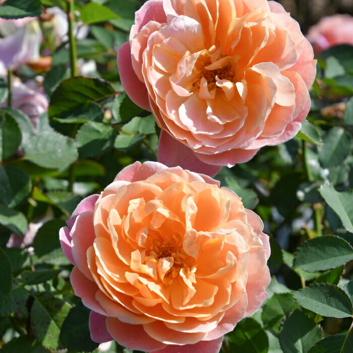 楽天市場】送料無料【タペストリー 6号鉢 秋開花株】鉢植え バラ 薔薇