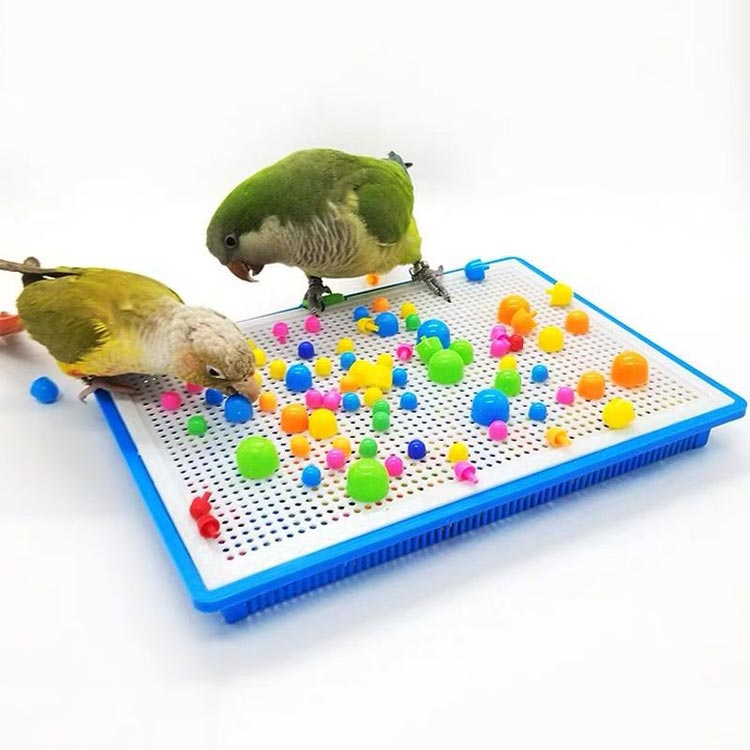 専用】未使用 コンコンブル インコ雛 セキセイ オカメ セット 専用】未