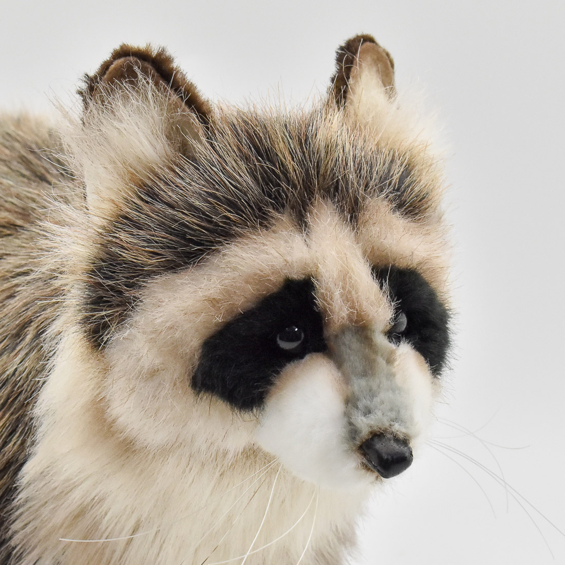 楽天市場】HANSA 5238 アライグマ38 全長：38cm RACCOON STANDING