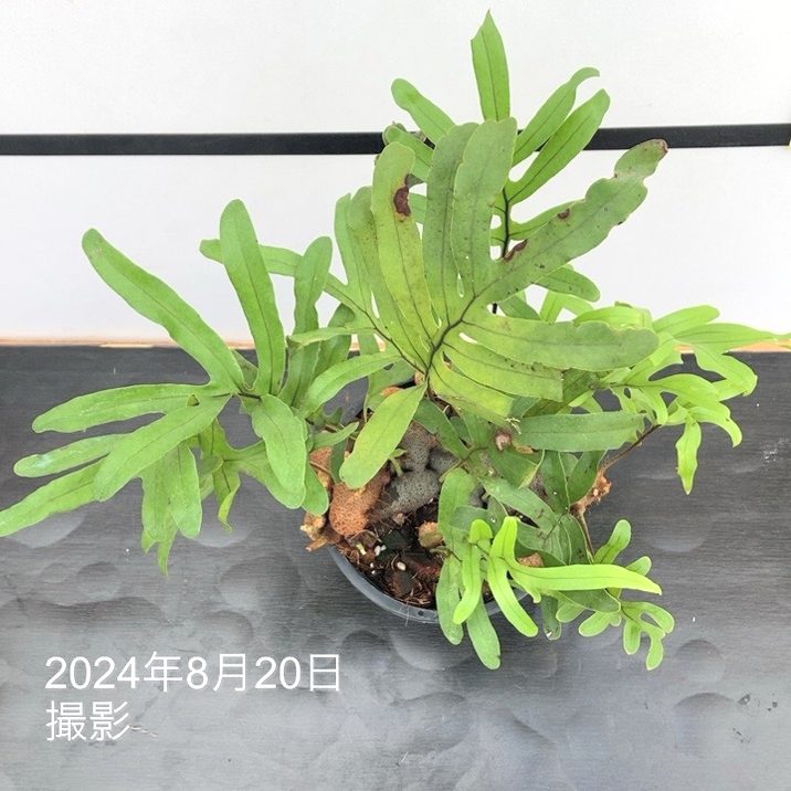 楽天市場】アリ植物 レカノプテリス Lecanopteris 4.5号｜観葉01-D1