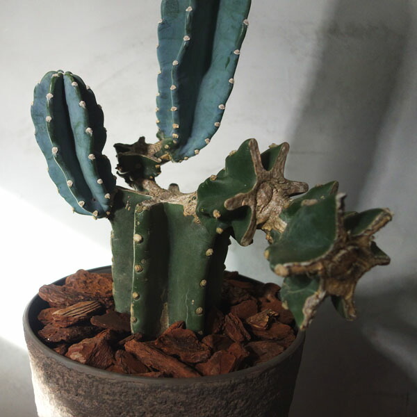 楽天市場】痛くないサボテン 柱サボテン 鬼面角 鉢植え : APOA