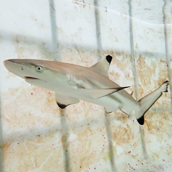 楽天市場】【発送相談可能】ブラックチップシャーク 餌付け済み 50cm