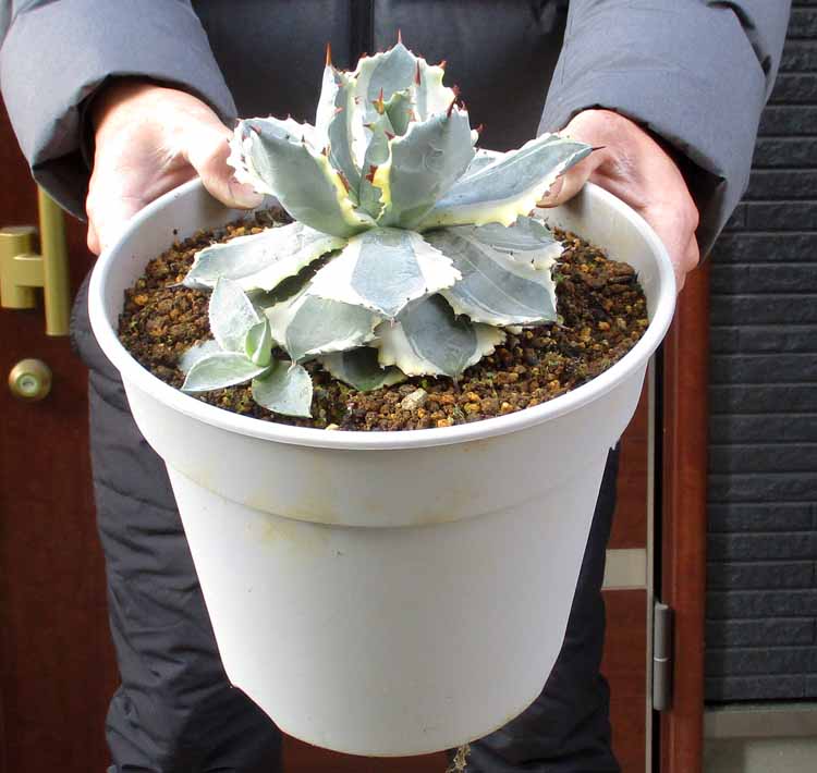 楽天市場】【現品・現物 】アガベ イシスメンシス アガベ・カブトガニ