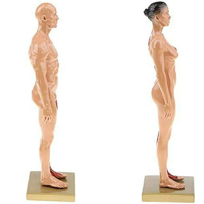 楽天市場】人体モデル 人体模型 男性 女性 11インチ 約30cm 人体筋肉