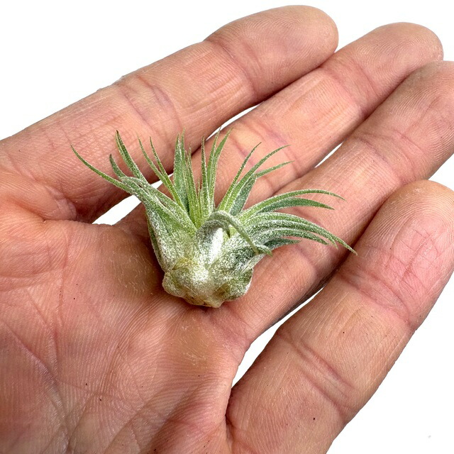 楽天市場】(現品) チランジア イオナンタ 'ヘッジホッグ' (No.22094