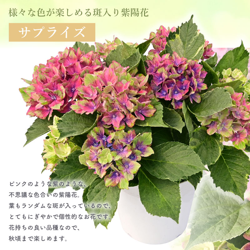 楽天市場】【数量限定】紫陽花 サプライズ 5号鉢 鉢植え ギフト 母の日