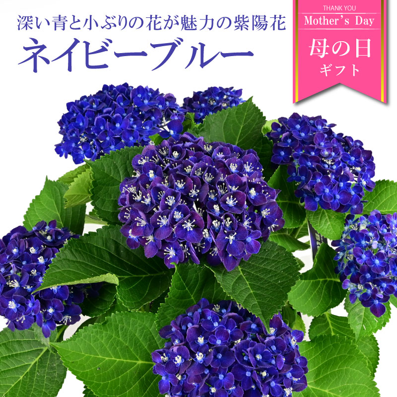 楽天市場】【数量限定】紫陽花 ネイビーブルー 5号鉢 鉢植え ギフト 母