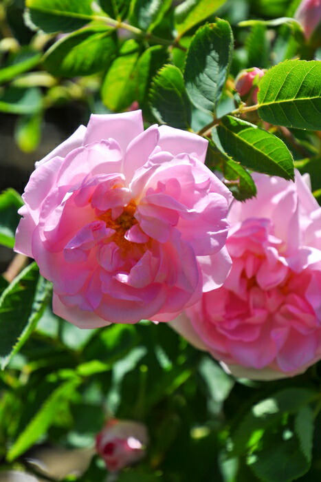 楽天市場】【大苗】バラ苗 セレッシャル【セレスティアル】 国産苗 6号