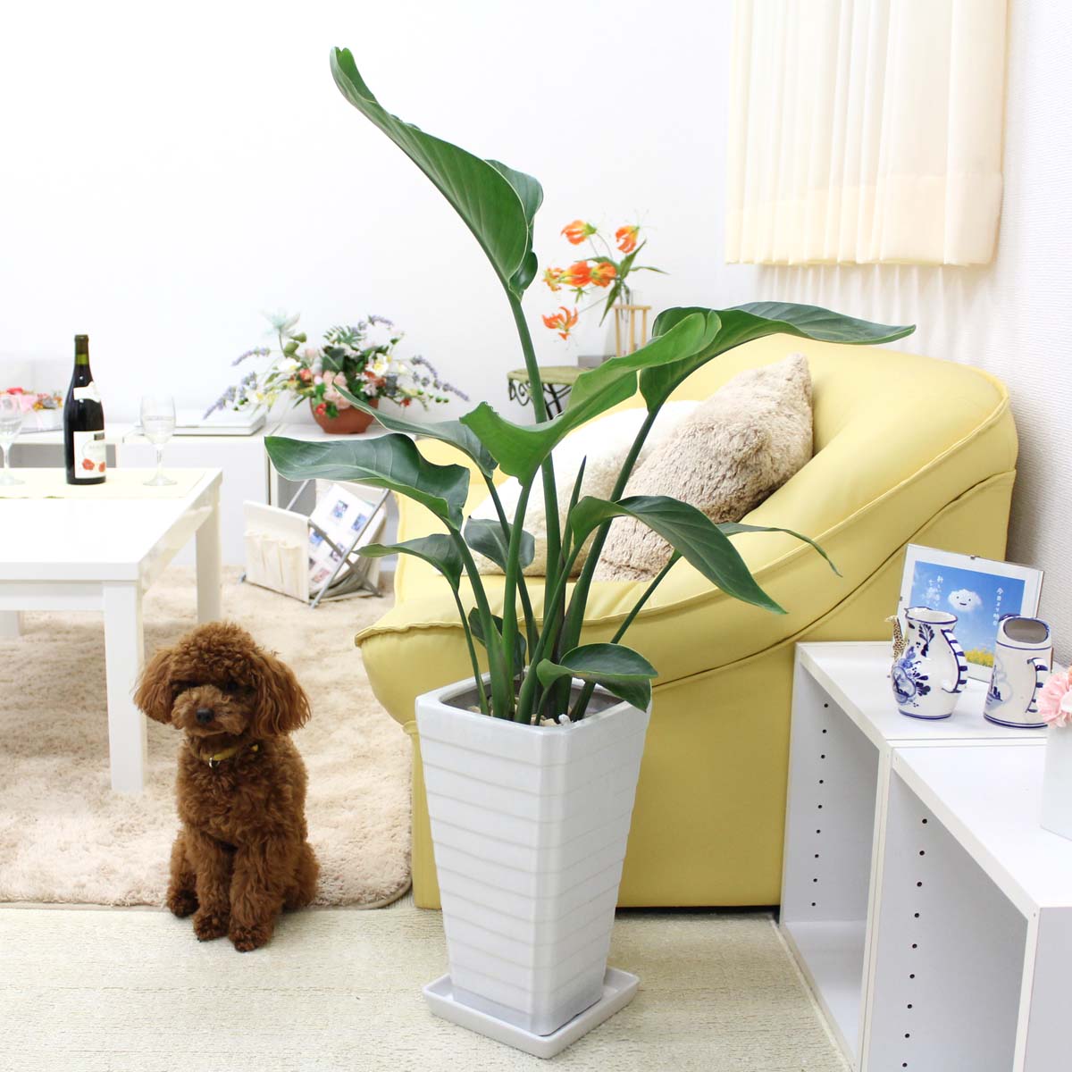 楽天市場】ストレリチア（ストレチア）・オーガスタ 7号 ホワイト