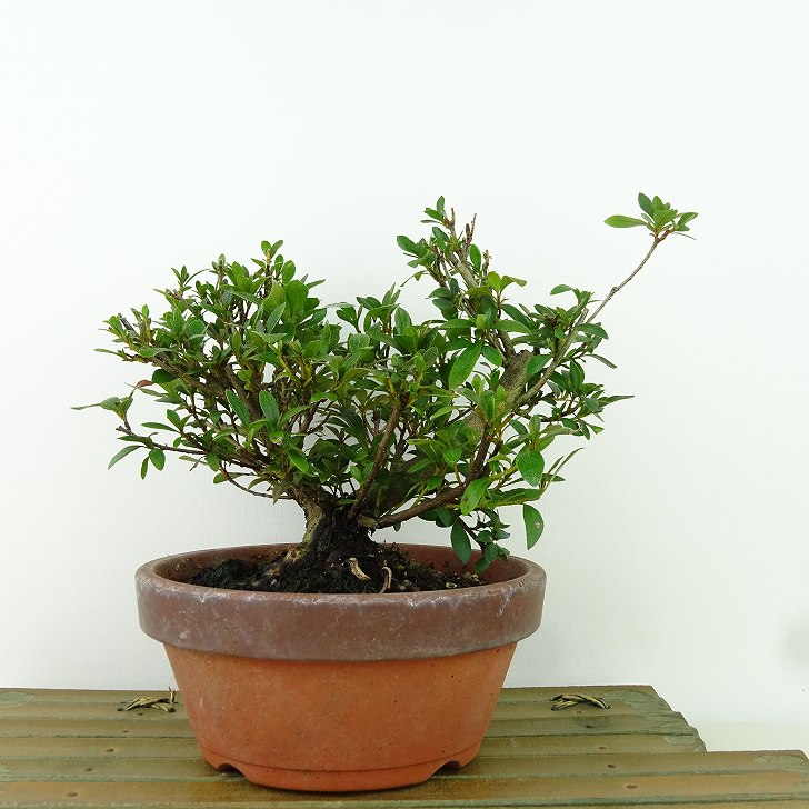 楽天市場】盆栽 皐月 花ビン 樹高 約15cm さつき Rhododendron indicum