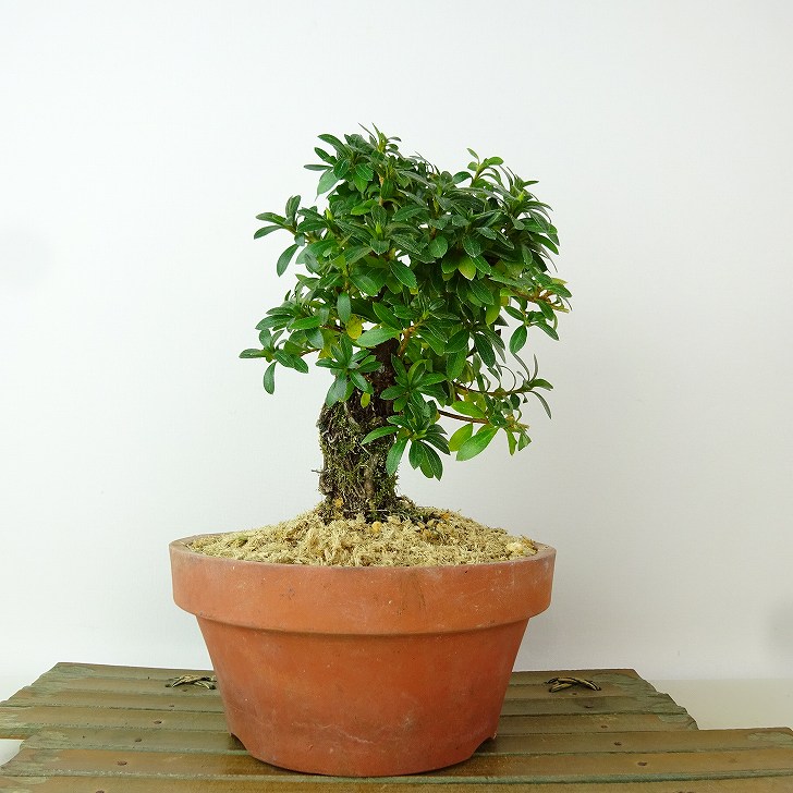 楽天市場】盆栽 皐月 明美の月 樹高 約17cm さつき Rhododendron