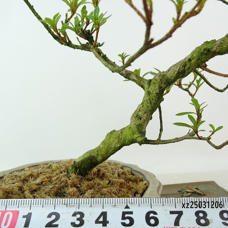楽天市場】盆栽 皐月 桜姫 樹高 約22cm さつき Rhododendron indicum