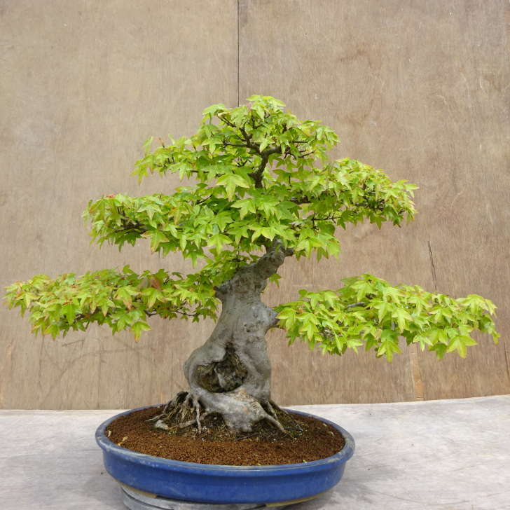 楽天市場】盆栽 楓 樹高 約47cm かえで Acer カエデ 紅葉 石付 カエデ