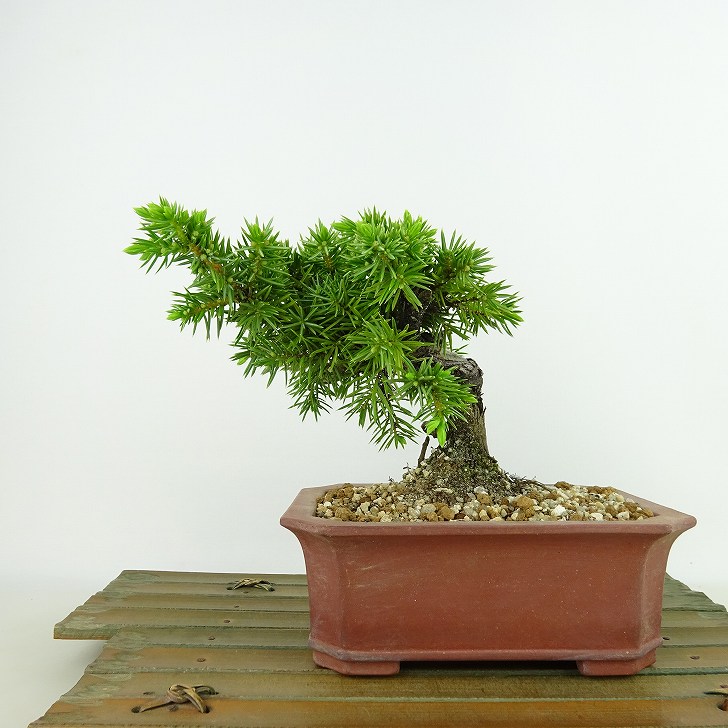 楽天市場】盆栽 松 杜松 樹高 約12cm としょう Juniperus rigida