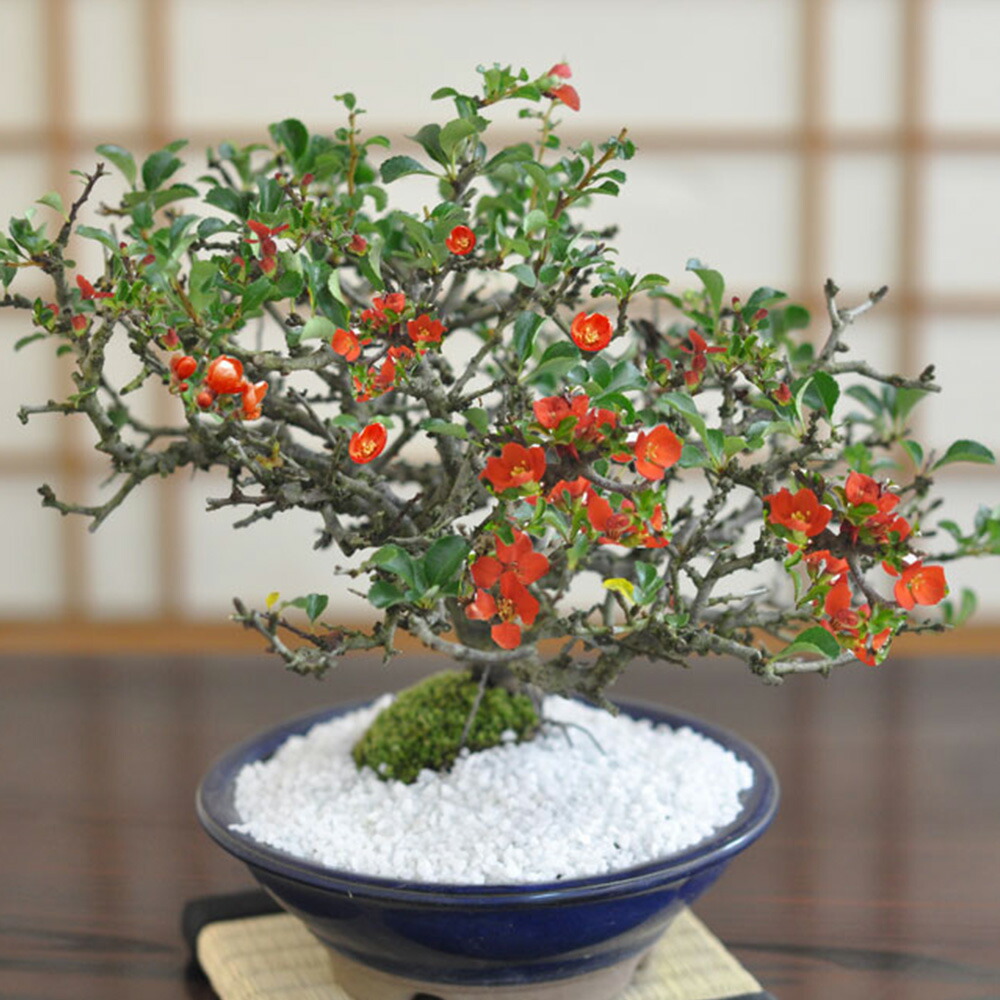 楽天市場】ミニ盆栽 長寿梅 四国長寿梅 豪華絢爛 花ミニ盆栽 ちょう