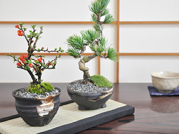 盆栽鉢 時代ミニ盆栽鉢燿山長方鉢2個山野草サボテン多肉