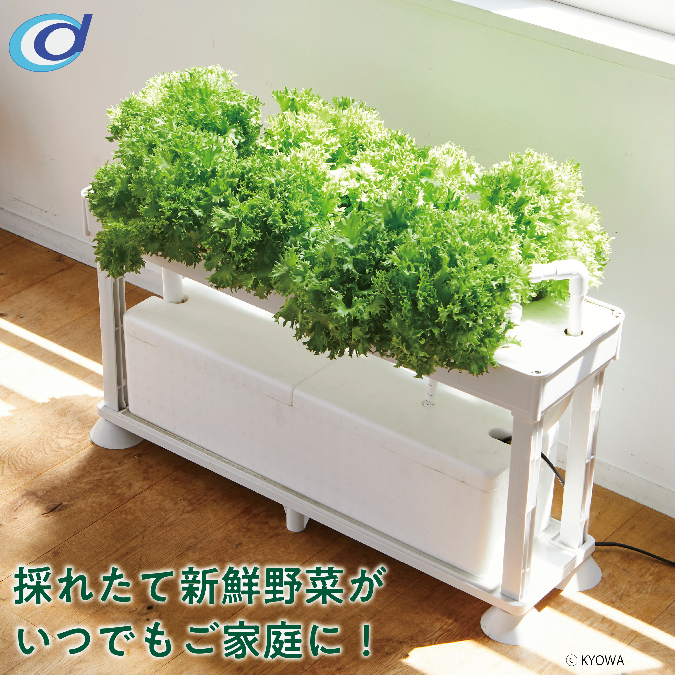 楽天市場】水耕栽培キット ホームハイポニカ PLAABO 【全国送料無料