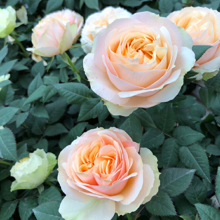 PP-「P」 4枚セット バラ売り可 概要欄 PP-「P」 4枚セット バラ