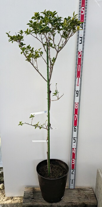 楽天市場】【現品】クロソヨゴ(黒ソヨゴ) 雌木(メス) 苗木 9号