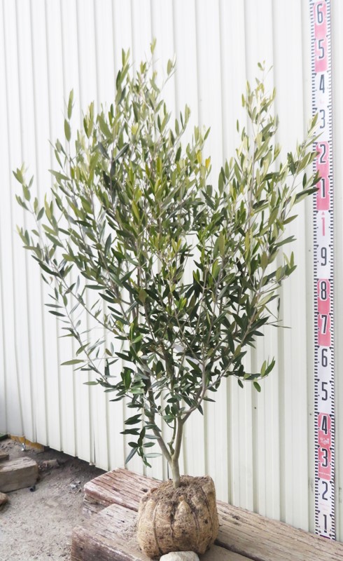 楽天市場】【現品発送】オリーブの木 織姫（オリヒメ）苗木 樹高1.3m